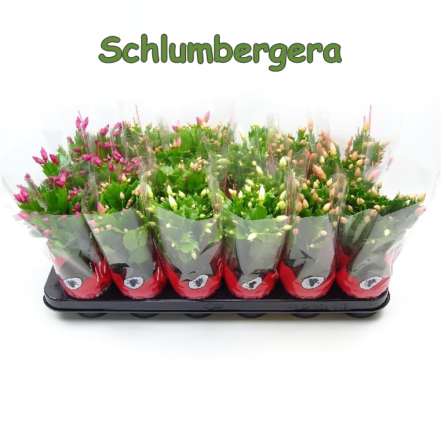 schlumbergera mix