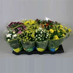 Chrysant als alternatief bloeiende potplant chrysant