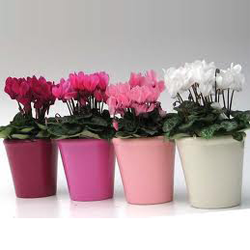 Cyclaam als alternatief bloeiende potplant cyclaam
