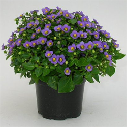 Exacum als alternatief bloeiende potplant exacum