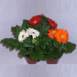 Gerbera als alternatief bloeiende potplant gerbera