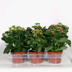 Kalanchoë als alternatief bloeiende potplant Kalanchoë