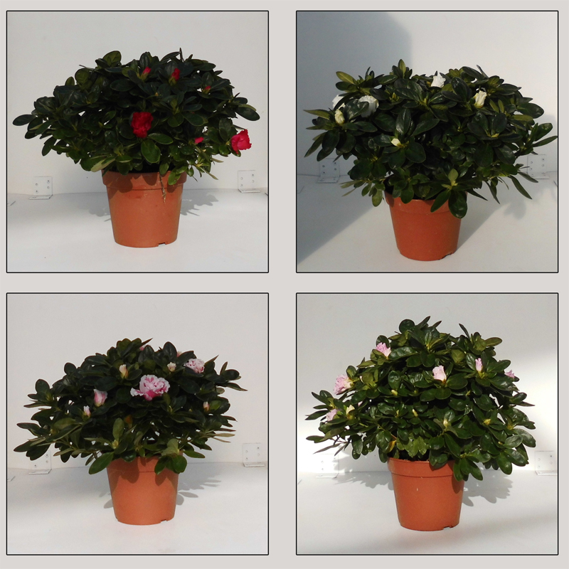 azalea in assortiment kleuren