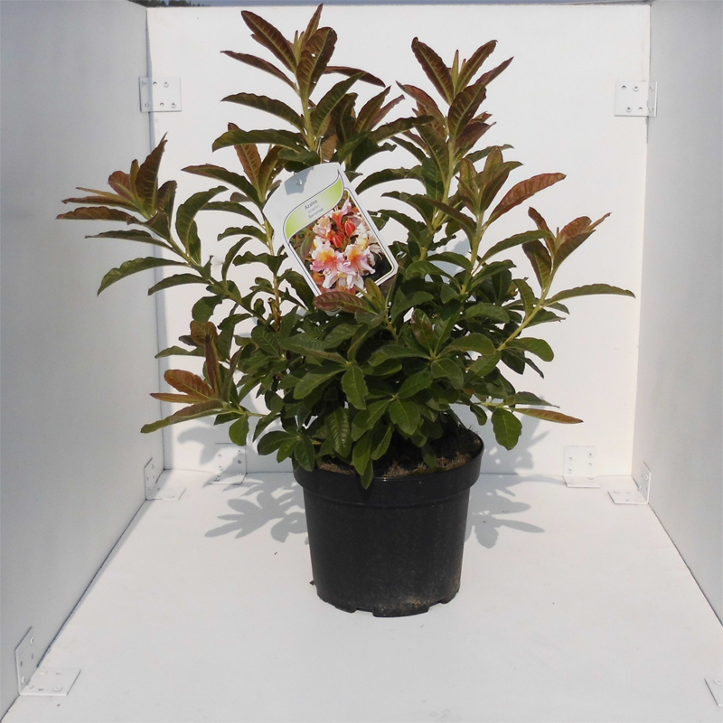 tuinplant knaphill roze